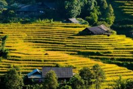 Best Time to Visit Rice Terraces in Sapa